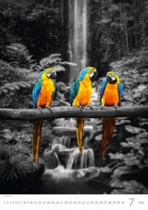 Wall calendars 2026 - Calendar Colour Art