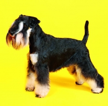 Animals - Calendar Dogs