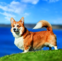 Animals - Calendar Dogs