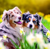 Animals - Calendar Dogs