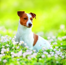 Animals - Calendar Dogs