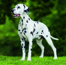 Animals - Calendar Dogs