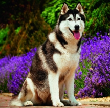 Animals - Calendar Dogs