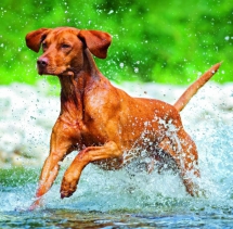 Animals - Calendar Dogs