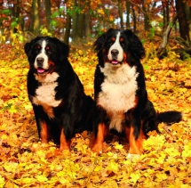 Animals - Calendar Dogs