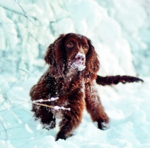 Animals - Calendar Dogs