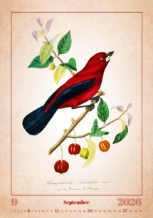 Wall calendars 2026 - Calendar Aviarium