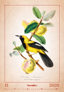 Wall calendars 2026 - Calendar Aviarium