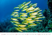 Animals - Calendar Deep Blue