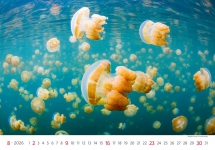 Animals - Calendar Deep Blue