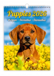 Wall calendars 2026 - Calendar Puppies