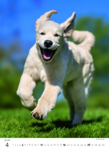 STANDARD - Calendar Puppies