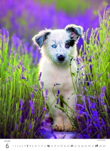 STANDARD - Calendar Puppies