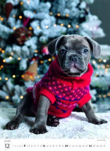 STANDARD - Calendar Puppies