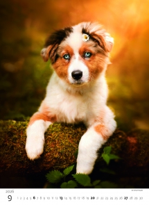 STANDARD - Calendar Puppies