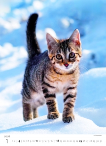 STANDARD - Calendar Kittens