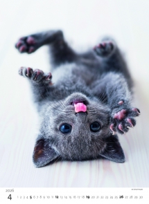 STANDARD - Calendar Kittens