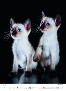 STANDARD - Calendar Kittens