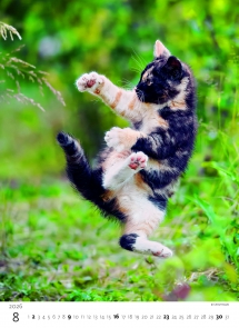 STANDARD - Calendar Kittens