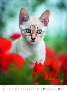 STANDARD - Calendar Kittens