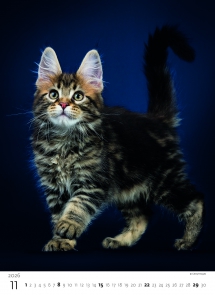 STANDARD - Calendar Kittens