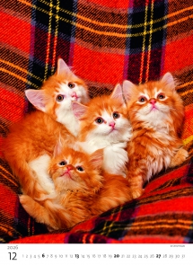STANDARD - Calendar Kittens