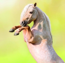 Animals - Calendar Horses