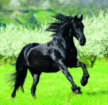 Animals - Calendar Horses