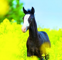 Animals - Calendar Horses