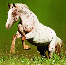 Animals - Calendar Horses