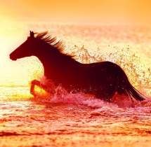 Animals - Calendar Horses