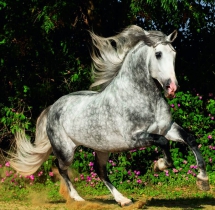 Animals - Calendar Horses