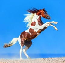 Animals - Calendar Horses