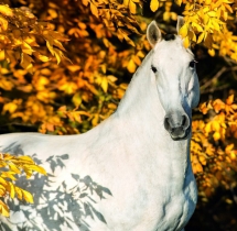 Animals - Calendar Horses