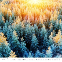 STANDARD - Calendar Forest