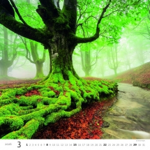 STANDARD - Calendar Forest