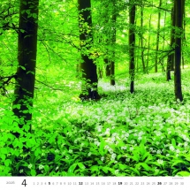 STANDARD - Calendar Forest