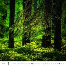 STANDARD - Calendar Forest