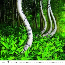 STANDARD - Calendar Forest