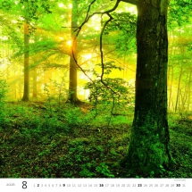 STANDARD - Calendar Forest
