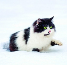 Animals - Calendar Cats