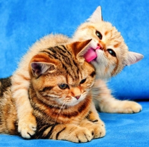 Animals - Calendar Cats