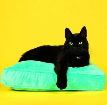 Animals - Calendar Cats