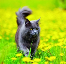 Animals - Calendar Cats