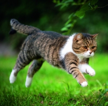 Animals - Calendar Cats