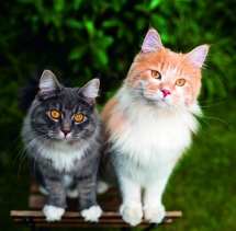 Animals - Calendar Cats