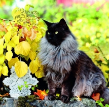 Animals - Calendar Cats