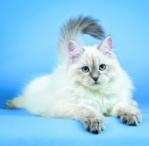 Animals - Calendar Cats