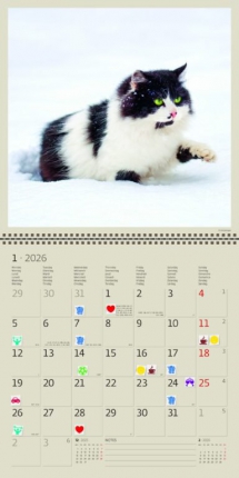 Animals - Calendar Cats