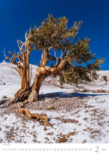 Wall calendars 2026 - Calendar Trees